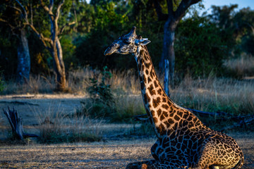 aufwachende Giraffe