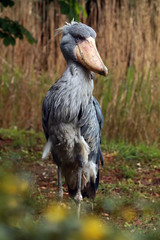 The shoebill (Balaeniceps rex) also known as whalehead or shoe-billed stork in green reeds