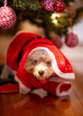 Adorable puppy Santa suit under Christmas tree