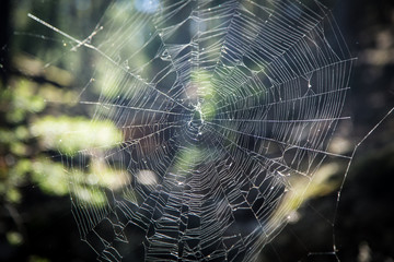 Сobweb close up