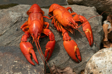 red crayfish with pliers