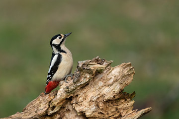 Great Spotted Woodpecker sitting on a branch