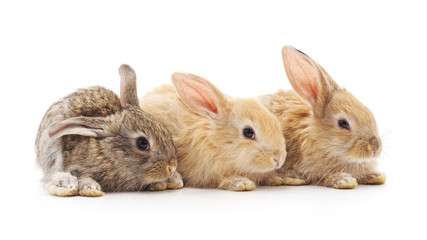 Three small rabbits.