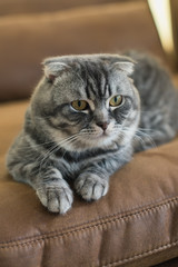 scottish fold