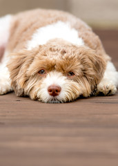 lonely dog lying on floor