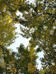Autumn