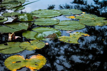 A frog sits on a green leaf among lilies in a pond