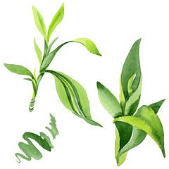 Bamboo green leaves. Watercolor background illustration set. Isolated bamboo illustration element.