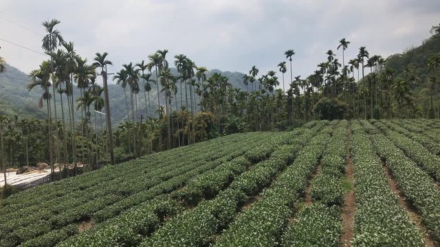 Aerial clip of Alisha Tea Plantation in a cloudy day, Taiwan