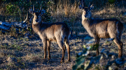 Watching Waterbuck