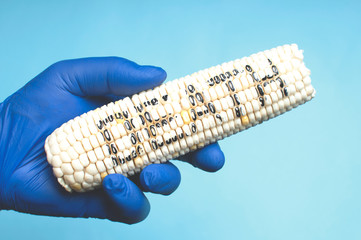 A genetically modified corn in a doctor's hand. A scientist's hand holding a GMO corn.