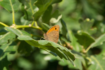 Mariposa Maniola Jurtina en Hoja de Roble 