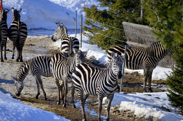 Burchell's zebra is a southern subspecies of the plains zebra. It is named after the British...