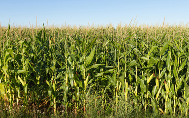 Detalle de  Cultivo de maiz y cielo 