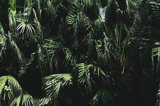 Sugar palm leaf