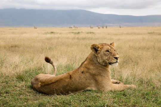 Lioness sitting at Ngorongoro National Park