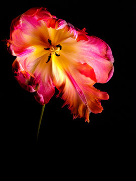 parrot tulip