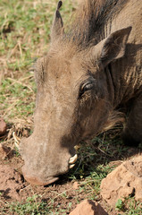 Warthog or Common Warthog (Phacochoerus africanus) is a wild member of the pig family that lives in...