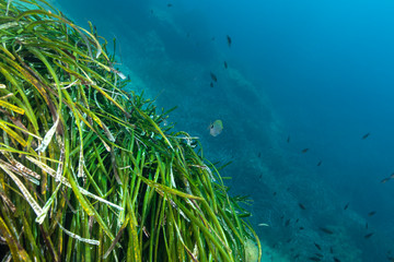 Naklejka na ściany i meble Seagrass (Posidonia oceanica) mediterranean sea.