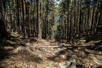  Pine forest on the slope