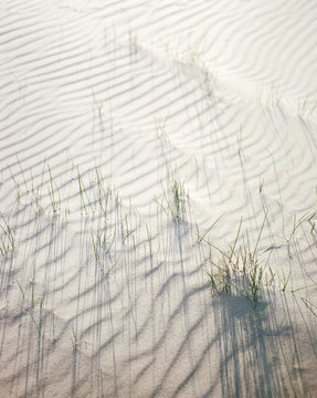 Grass growing on sand