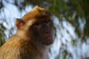 Affe - Blick in die Kamera