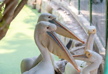 Pelicans in the zoo. A pink pelican, an oriental white pelican, cleans feathers with a large beak in the zoo's aviary. 