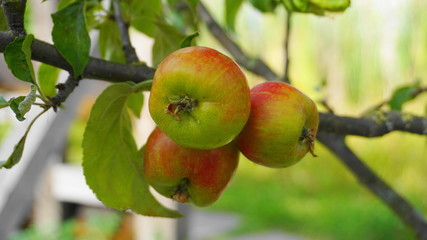 Ripe red apples and green leaves on the branch in the apple orchard close up. 
