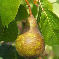 Ripe pear and green leaves on the branch in the orchard close up. 