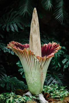 Corpse Flower in Bloom