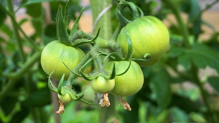 Green tomatoes on the vine in the vegetable garden close up.