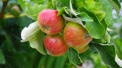 Ripe red apples and green leaves on the branch in the apple orchard close up. 