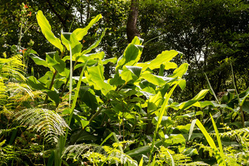 Fresh nature in the forest at Sao Miguel
