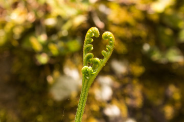 Fern sprouts in a heart shape