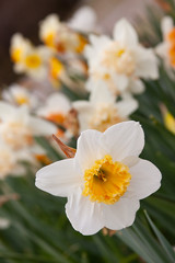 Fototapeta na wymiar daffodils in the garden