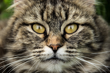 Cat muzzle close up. Fluffy cat with beautiful eyes. Cat portrait