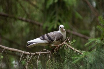 Omsk, Russia - July 29, 2019: beauty of our city center Omsk