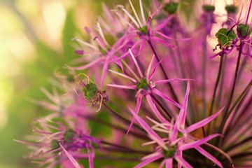 Flowers with beautiful pink thin petals
