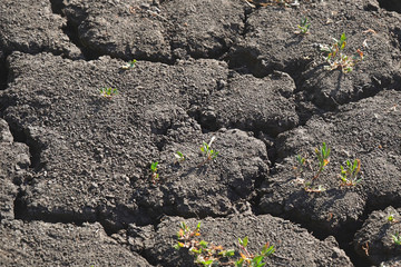 Dry soil cracked by drought