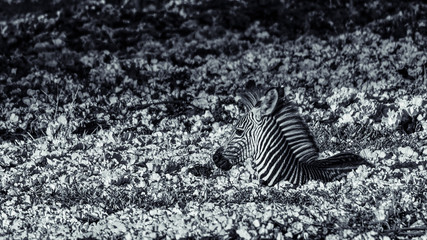 kleines Zebra in größter Not
