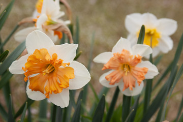 daffodils in the field