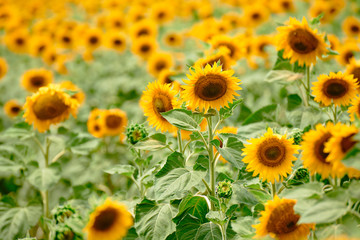 Sunflower field - bright yellow flowers, beautiful summer landscape