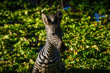 kleines Zebra in größter Not