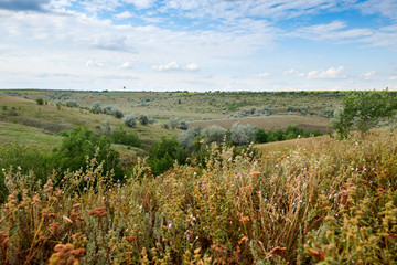 Wild grass and trees, beautiful sky - nature and summer landscape