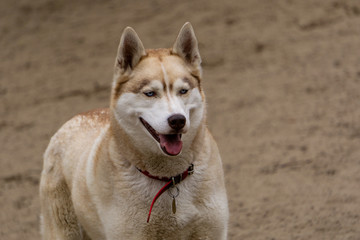White siberian husky