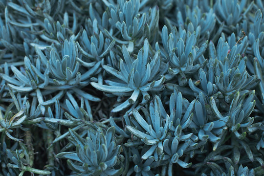 Pale Plants
