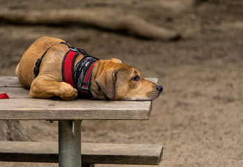 Dog resting on the table