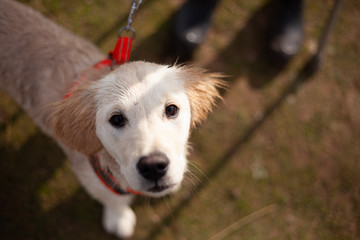 Golden retriever dog looking up