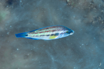 Fototapeta premium East Atlantic peacock wrasse (Symphodus tinca)