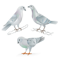 White Carriers pigeons domestic breeds sports birds vintage  set two vector  animals illustration for design hand draw